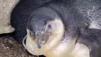 Nacen 8 polluelos de pingüino en Lima