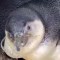 Nacen 8 polluelos de pingüino en Lima