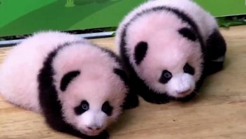 Mira a estos adorables bebés panda gemelos de 100 días