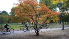 Mira por qué en otoño las hojas tienen un color único