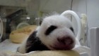 Histórico nacimiento de pandas gigantes en China