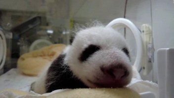 Histórico nacimiento de pandas gigantes en China