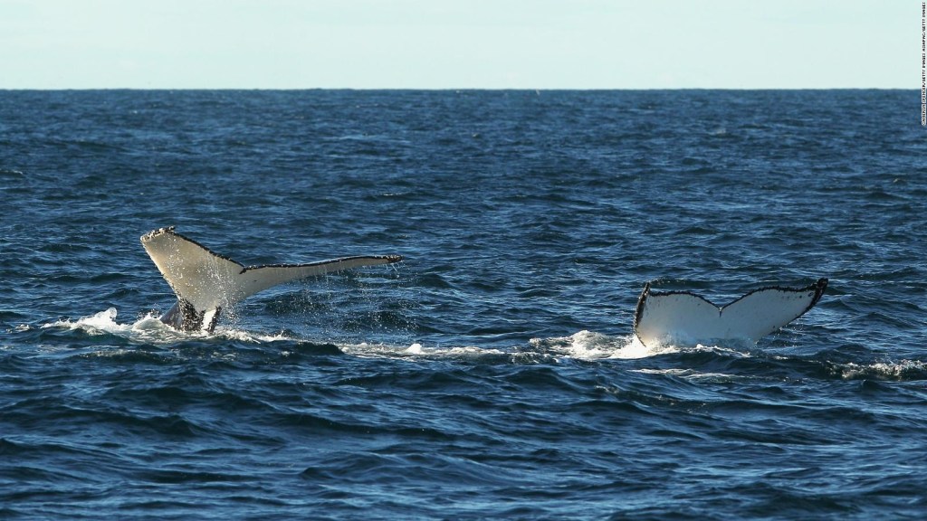 Dron capta una carrera de cortejo de ballenas jorobadas