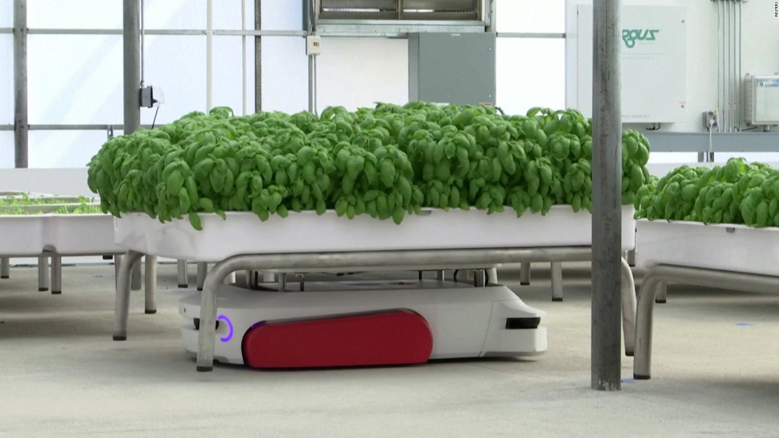 Conoce a los robots ahorradores de agua que cultivan productos