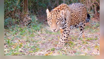 Liberan a jaguar nacida en cautiverio en Argentina