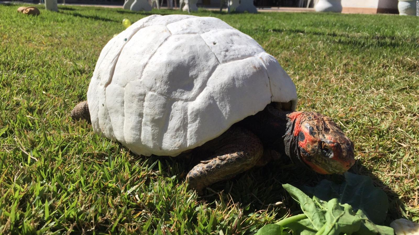 new-guinness-record-a-3d-printed-turtle-shell-video-cnn-the-limited-times