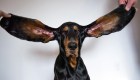 Esta es la perrita con las orejas más grandes del mundo