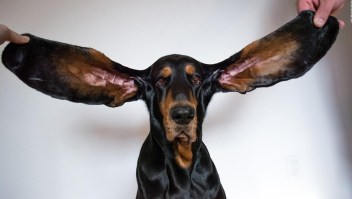 Esta es la perrita con las orejas más grandes del mundo