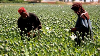 Talibán debe decidir sobre el cultivo de opio