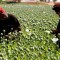 Talibán debe decidir sobre el cultivo de opio