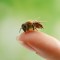 Conoce las colmenas de abejas más altas del mundo