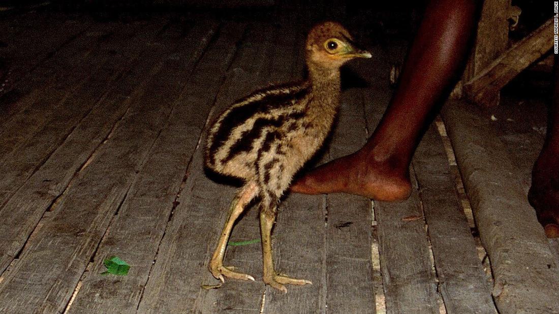 Hace  años, los humanos ya criaban al casuario, el ave más peligrosa  del mundo