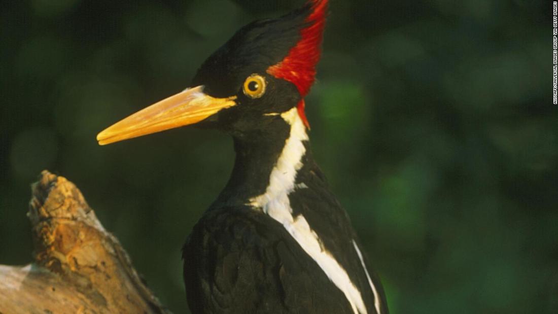 Casi dos docenas de especies de aves, peces y otros animales salvajes se declararán extintas y se eliminarán de la lista de especies en peligro de extinción