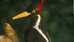 Casi dos docenas de especies de aves, peces y otros animales salvajes se declararán extintas y se eliminarán de la lista de especies en peligro de extinción