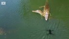 Coccodrillo salta fuori dall'acqua e cattura un drone