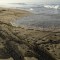 California: mancha de petróleo mata aves y peces