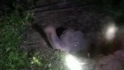 Dramático rescate de un elefante atrapado en una fosa