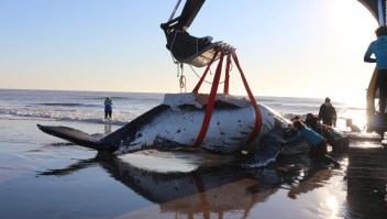Impactantes imágenes del rescate de 2 ballenas varadas