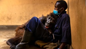 Muere famosa gorila de selfie viral en brazos de su amigo