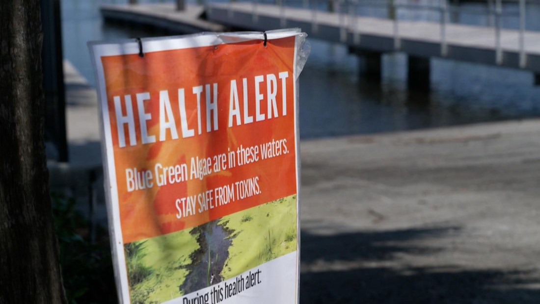 Alerta en Florida por el aumento de peligrosas algas tóxicas