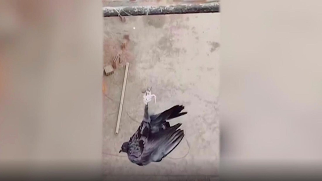 Salvan con dron a paloma atrapada en cable de alta tensión