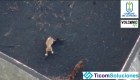 Dron alimenta a perros atrapados en jardín rodeado de lava