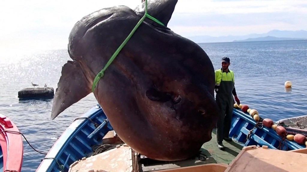 Expertos quedan perplejos ante este pez gigante