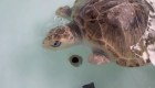 Ayudan a tortugas marinas en Ecuador