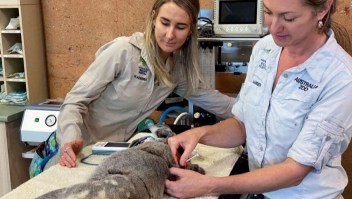 Vacunan contra clamidia a koalas australianos