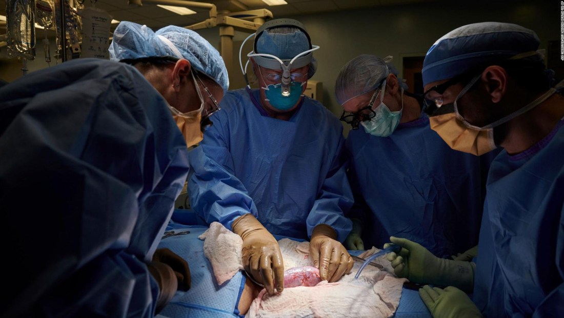 Exitoso trasplante de riñón de cerdo en un ser humano