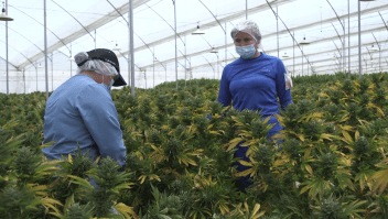 Colombia exportará marihuana para fines medicinales