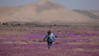 Espectacular, así florece en el desierto de Atacama
