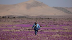 Espectacular, así florece en el desierto de Atacama