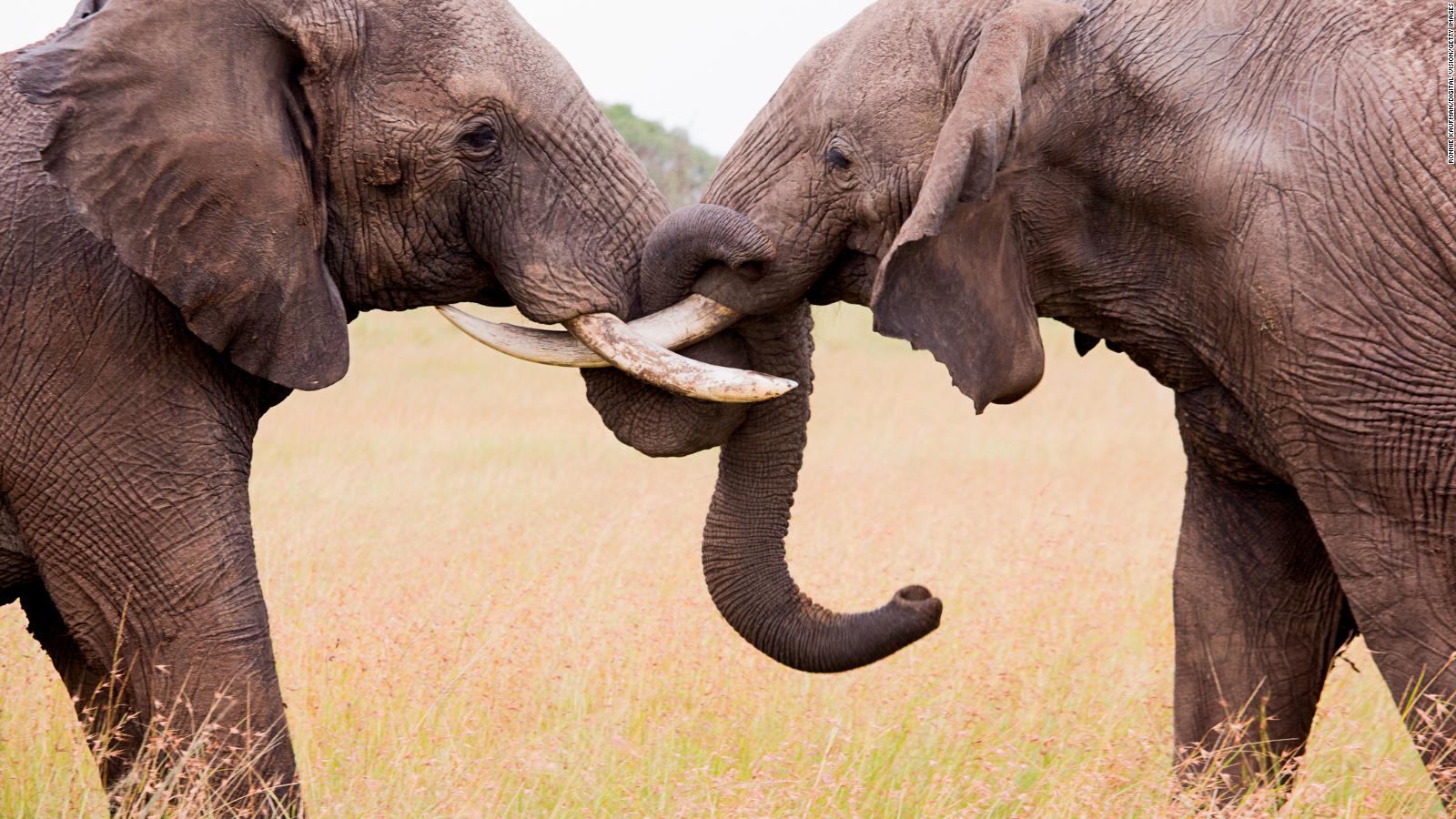 Elefantes nacen sin colmillos para sobrevivir ante la caza furtiva | Video  | CNN