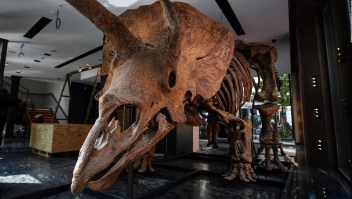Venden por US$ 7,7 millones el Tricératops más grande del mundo
