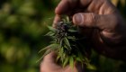 Panamá, a pocos días de la autorización del uso de cannabis medicinal