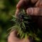 Panamá, a días de permitir el uso de cannabis medicinal
