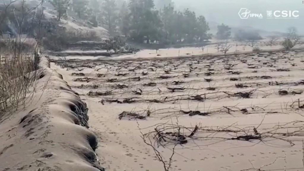 The vineyards in La Palma have been damaged by ash from the volcano