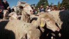 La tradicional fiesta española en que participan ovejas