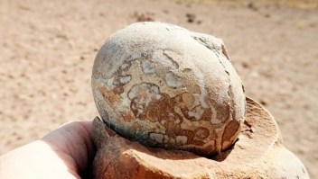 Gran hallazgo argentino: descubren huevos de dinosaurios