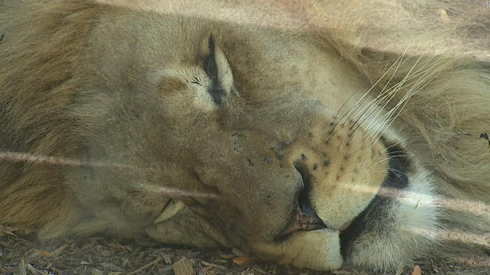 11 leones africanos se contagian de covid-19 en el zoológico de Denver |  Video
