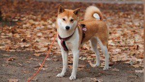 Shiba Inu: ¿cómo es el perro detrás de la criptomoneda?