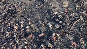"Apocalipsis": miles de criaturas marinas muertas en la costa de Inglaterra