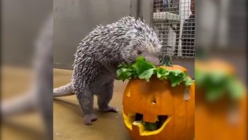 Llega el Halloween al zoológico de Cincinnati