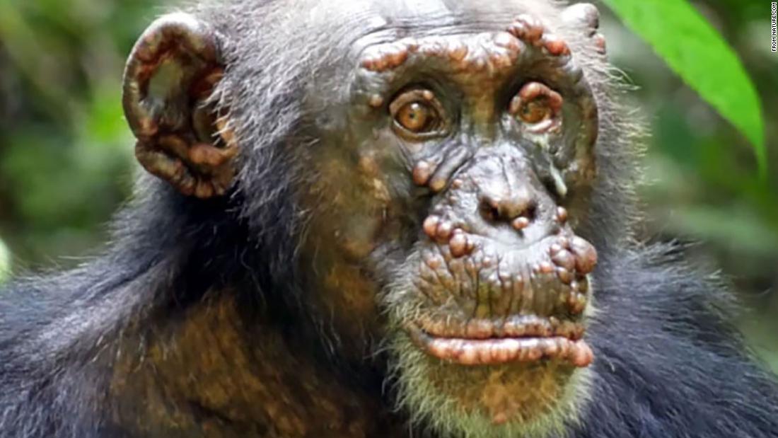Identifican lepra en chimpancés salvajes por primera vez