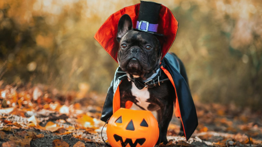 Antídoto fuga educador Los mejores disfraces de Halloween para perros y gatos | CNN
