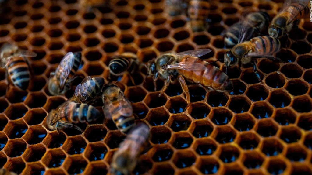 Estas abejas buitre comen carne y así lo hacen