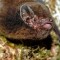 Un murciélago, el 'Pájaro del año' en Nueva Zelandia