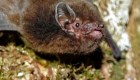 Un murciélago, el 'Pájaro del año' en Nueva Zelandia