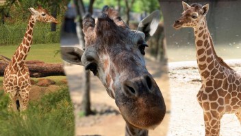 Investigan muerte de  jirafas en el zoológico de Dallas